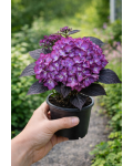 Hydrangea macrophylla Эклипс Пурпл